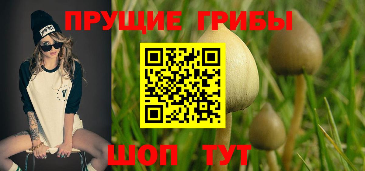 где купить наркоту  Псилоцибиновые грибы Magic Shrooms  Чусовой  Псилоцибиновые грибы GOLDEN TEACHER 